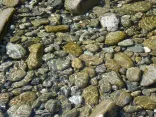 Steine im Wasser (Foto: Bruno Wyss)