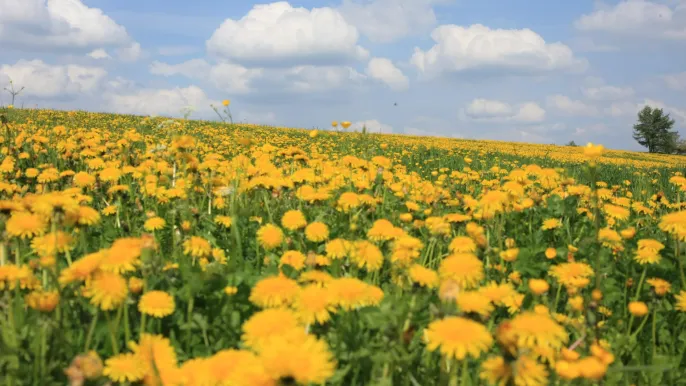 Löwenzahnwiese uf Kopie (Foto: Urs Friedrich) Löwenzahnwiese uf Kopie (Foto: Urs Friedrich)