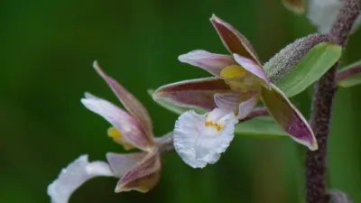 Orchideen 1 (Foto: Tanja Fahrni)