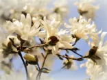 star-magnolia-ga1060736d_1920 (Foto: Pixabay / Peggychoucair)
