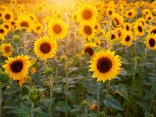 sunflower (Foto: Pixabay)