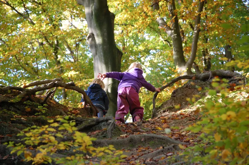 Bild Wald (Foto: Cornelia Rychen) Bild Wald (Foto: Cornelia Rychen)
