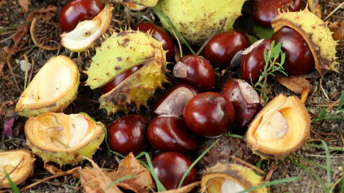 chestnuts_Alicja_pixabay (Foto: _Alicja_pixabay) chestnuts_Alicja_pixabay (Foto: _Alicja_pixabay)