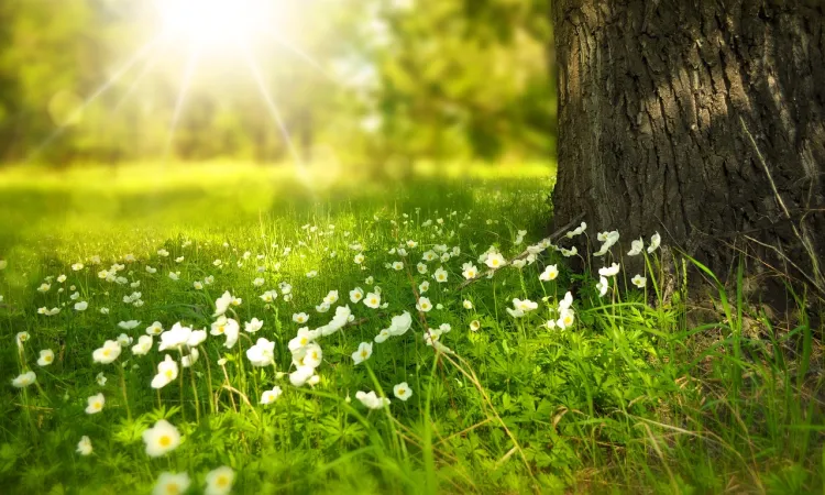 Frühlingsblumen (Foto: www.pixabay.com) Frühlingsblumen (Foto: www.pixabay.com)
