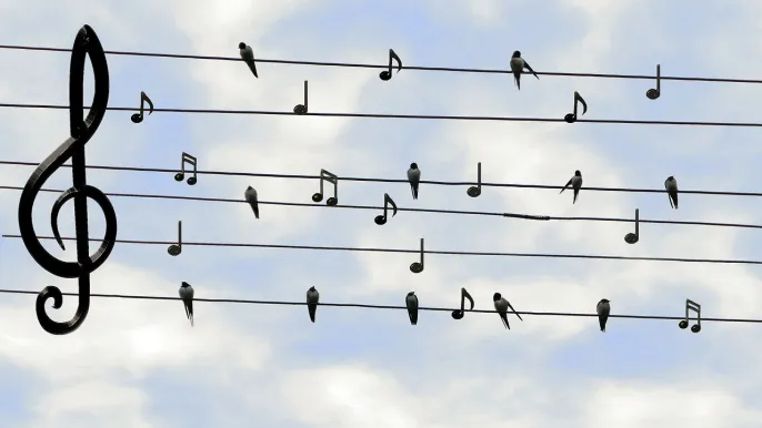 birds-2672101_1280 Dieter G pixabay (Foto: Dieter_G pixabay) birds-2672101_1280 Dieter G pixabay (Foto: Dieter_G pixabay)