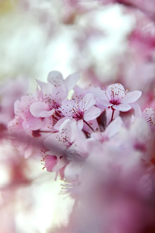 adonyig-flowers-4091888_1920 (Foto: pixabay) adonyig-flowers-4091888_1920 (Foto: pixabay)