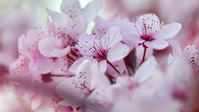 adonyig-flowers-4091888_1920 (Foto: pixabay) adonyig-flowers-4091888_1920 (Foto: pixabay)
