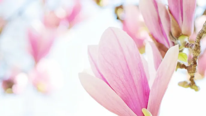 jillwellington-magnolias-4186035_1920 (Foto: pixabay) jillwellington-magnolias-4186035_1920 (Foto: pixabay)