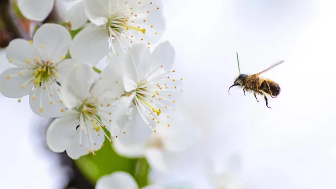 goumbik-sakura-2222228_1920 (Foto: pixabay) goumbik-sakura-2222228_1920 (Foto: pixabay)