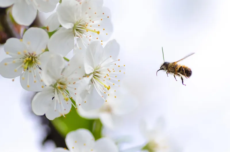 goumbik-sakura-2222228_1920 (Foto: pixabay) goumbik-sakura-2222228_1920 (Foto: pixabay)