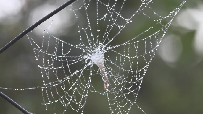 Spinnennetz (Foto: pixabay.com) Spinnennetz (Foto: pixabay.com)