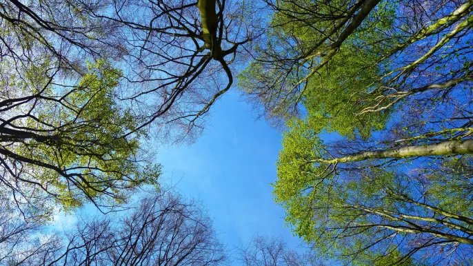mabelamber-tree-3353617 pixabay (Foto: Mabel Amber) mabelamber-tree-3353617 pixabay (Foto: Mabel Amber)