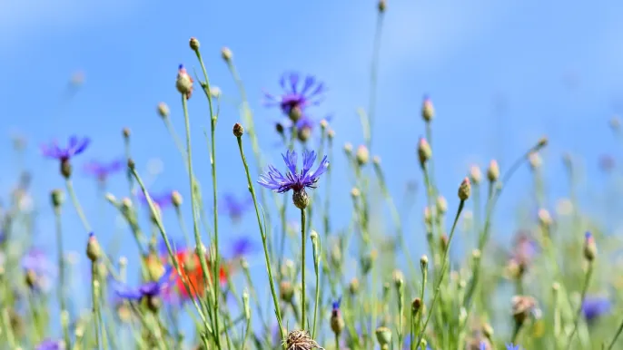 Bild Open-Air-GD Blumenwiese (Foto: Pixabay) Bild Open-Air-GD Blumenwiese (Foto: Pixabay)