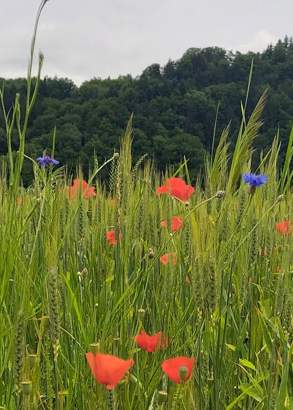 Kornfeld (Foto: B. Weyermann) Kornfeld (Foto: B. Weyermann)