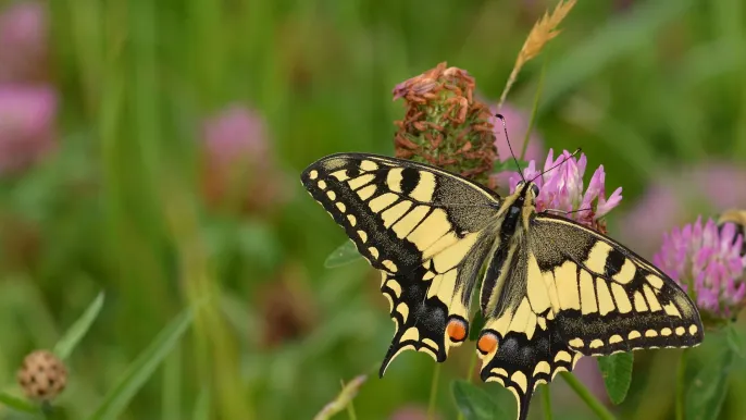 jggrz-butterfly-5479458 (Foto: jggrz pixabay) jggrz-butterfly-5479458 (Foto: jggrz pixabay)